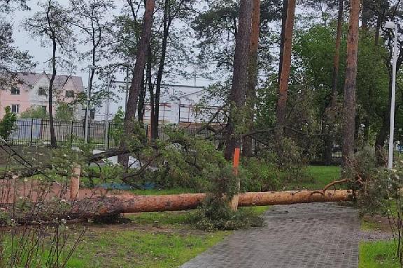 В Тамбовской области ураганный ветер выдергивал деревья и ломал заборы