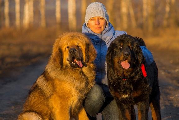 Ольга Толмачёва: К выставке собаку нужно готовить не только внешне, но и психологически