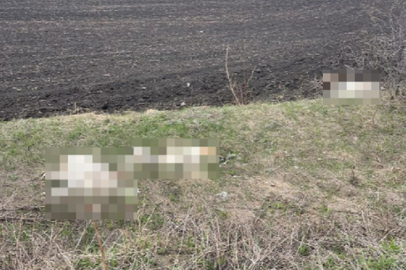 В Тамбове в поле обнаружили новый схрон из тел убитых собак