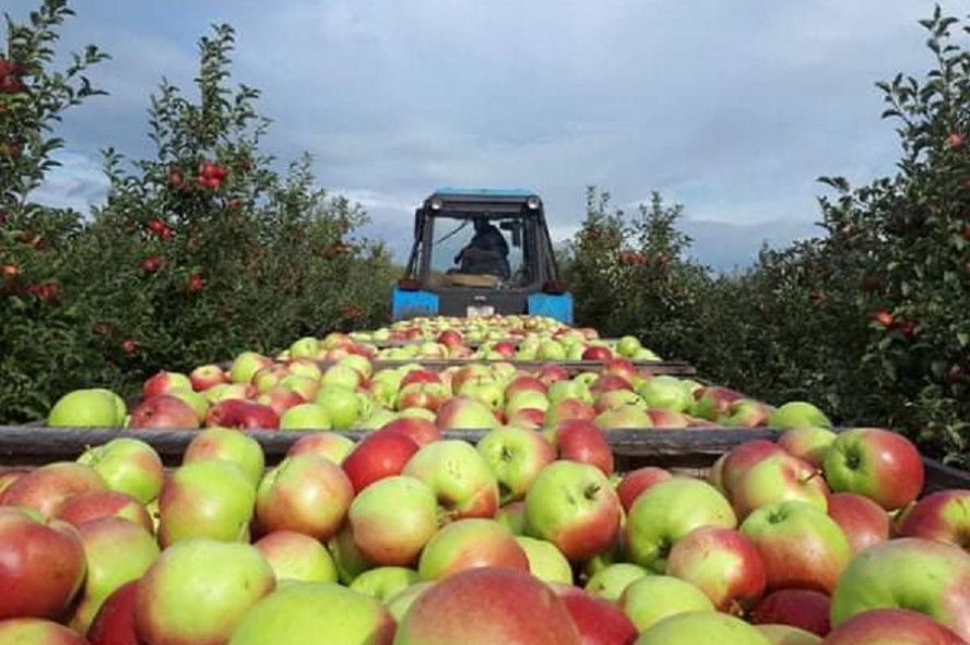 Тамбовские садоводы собрали около 18 тысяч тонн яблок