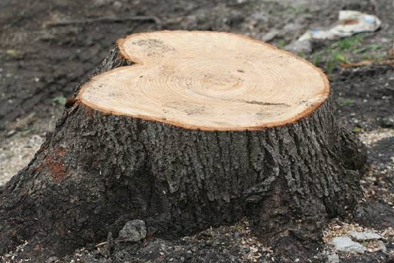 В Тамбовской области жители обеспокоены вырубкой деревьев