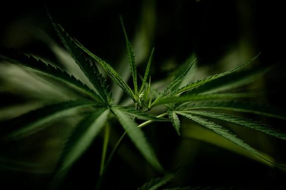 У ранее судимого жителя Инжавино нашли почти килограмм марихуаны