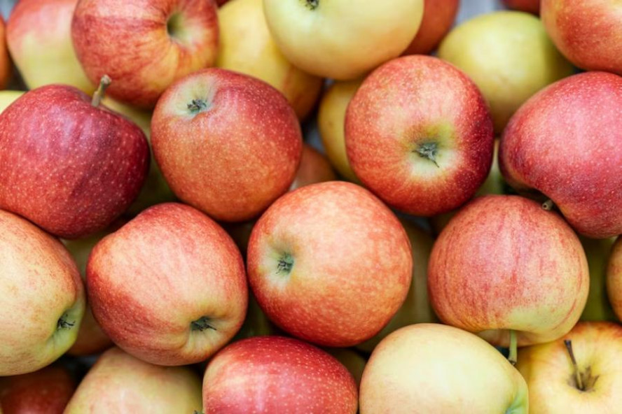 В Тамбовской области собрали уже 2,4 тысячи тонн яблок