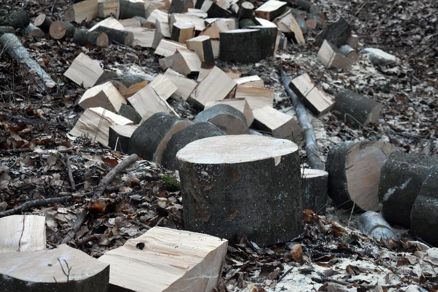 Прокуратура потребовала очистить от свалки деревьев территорию в Мичуринском районе
