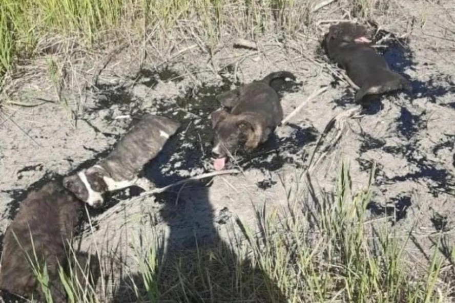 В Тамбове спасают щенят, угодивших в яму с битумом