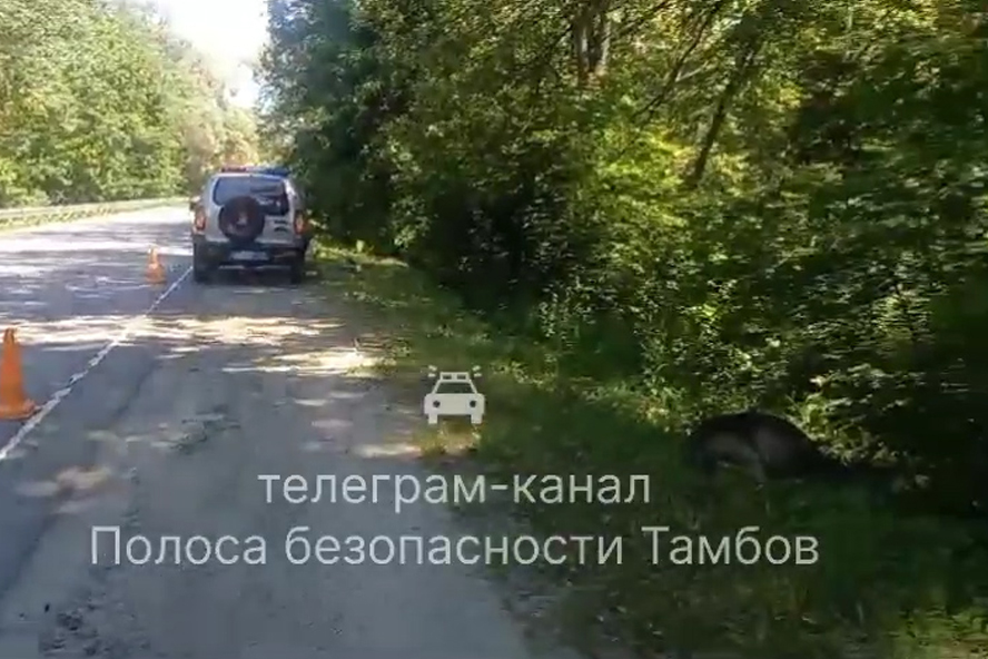 В Тамбовской области водитель автомобиля "Renault Logan" сбил лося