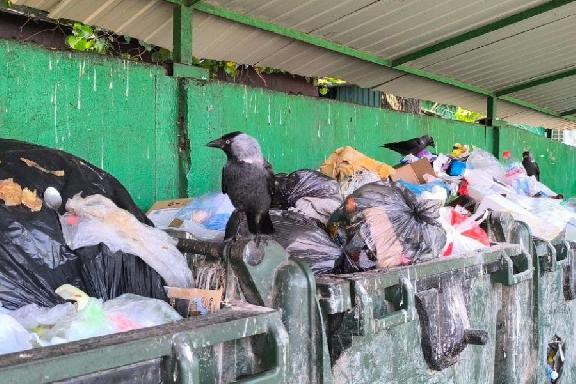 Власти Тамбова получают предостережения Роспотребнадзора за горы мусора на площадках