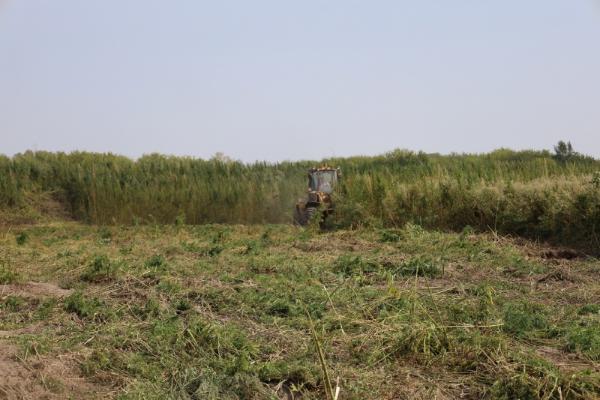 В Никифоровском районе уничтожили около 2 тонн дикорастущей конопли