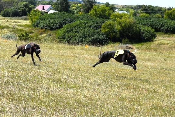 Под Тамбовом прошли любительские соревнования по бегу борзых собак