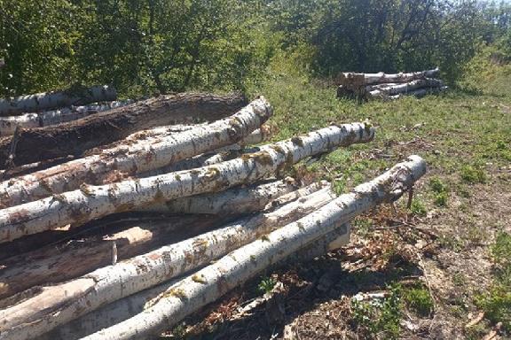 В Тамбовской области мужчину задержали за незаконную рубку деревьев