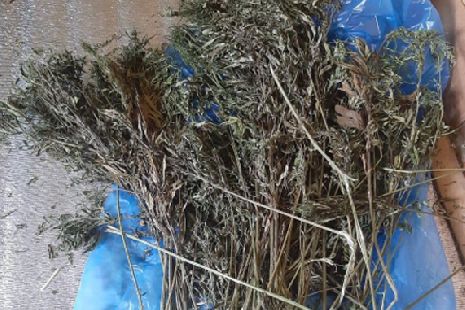 У жителя села Староюрьево обнаружили 600 граммов марихуаны