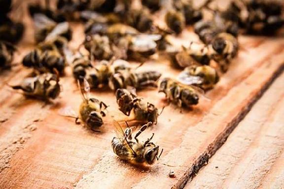 В Тамбовской области взяли на контроль решение проблемы массовой гибели пчёл