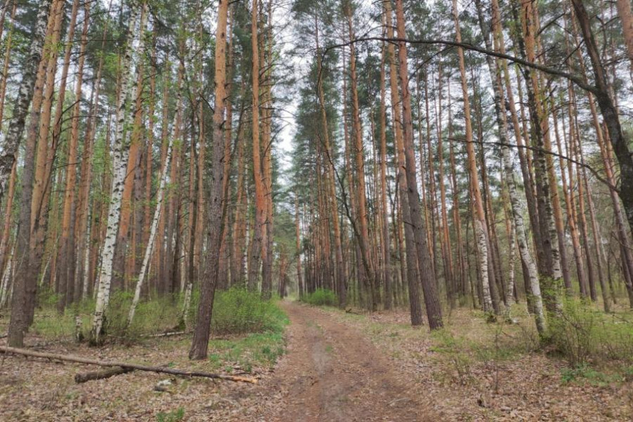 Тамбовчане рассказали, с какой целью они посещают осенний лес