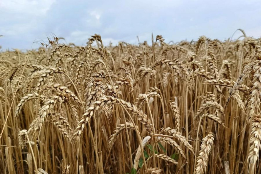 Тамбовский Центр оценки качества зерна проверил 47 тысяч тонн пшеницы