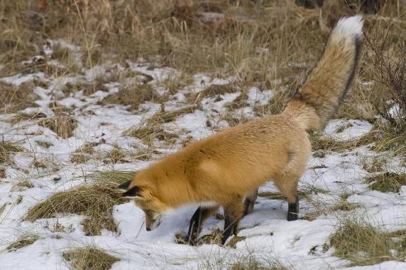 В Тамбовской области объявлена охота на лис
