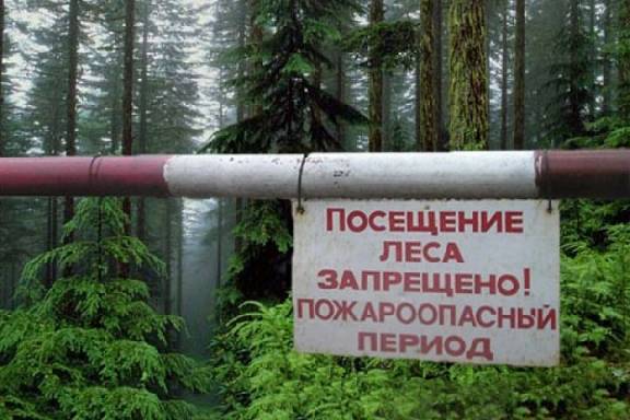 Тамбовчанам на 20 дней запретили посещать лес