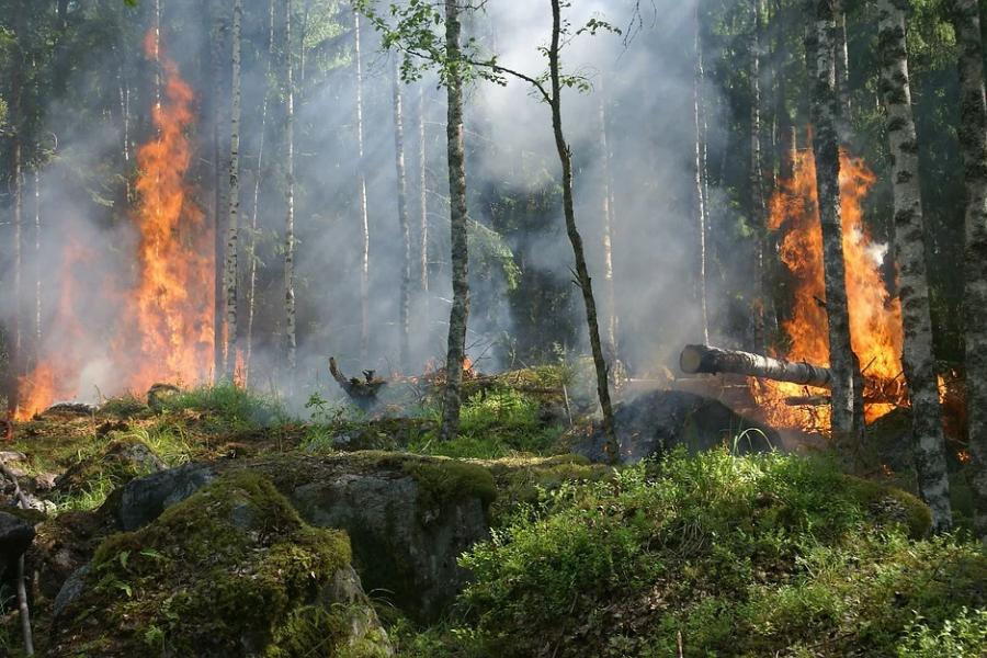 В четырёх районах Тамбовской области ожидается V класс пожарной опасности