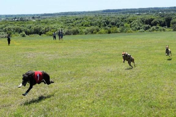 В Тамбовской области пройдут соревнования по бегу борзых собак