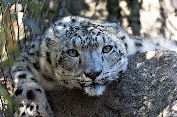 В Тамбовской области прокуратура требует запретить информацию о продаже котят леопарда