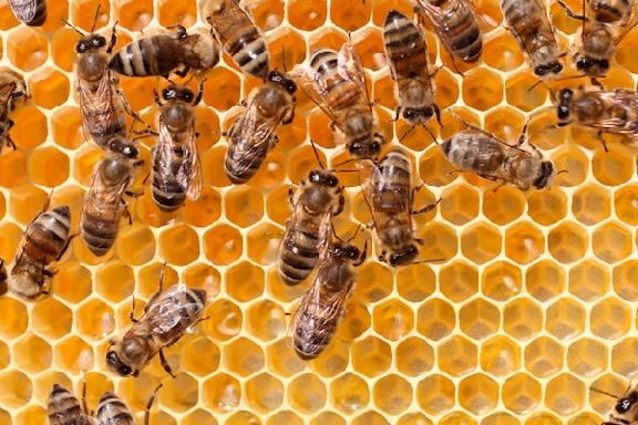 В Тамбовской области отравили 3 млн пчел 