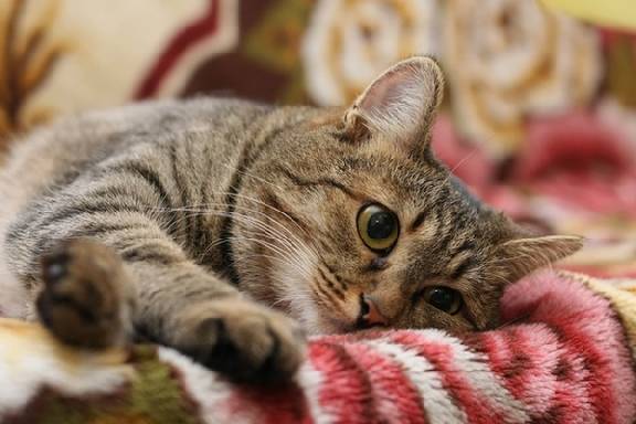 Российские учёные заявили о склонности владельцев кошек к шизофрении