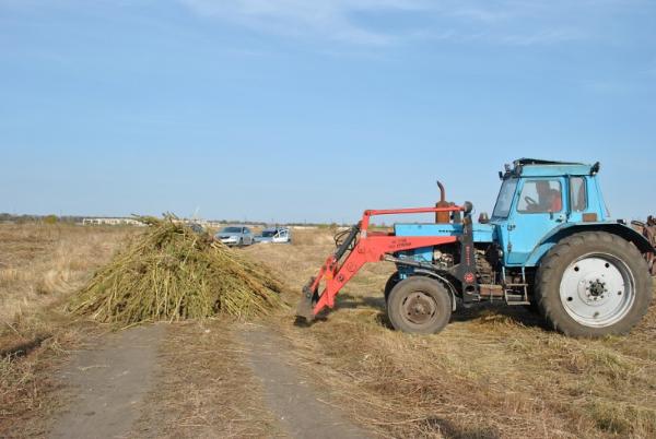 В Тамбовской области полицейские уничтожили 3 гектара дикой конопли