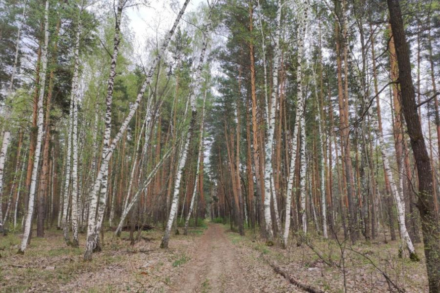 До конца месяца в Тамбовской области введён запрет на посещение лесов 