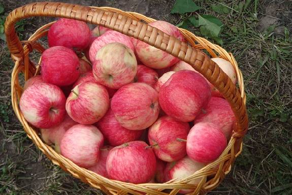 В Тамбовской области начался сбор ранних сортов яблок