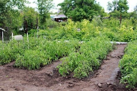 В России 70% дачников используют загородные участки для выращивания сельхозпродуктов 