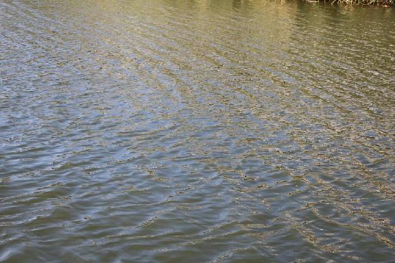 В Сосновском округе в пруду утонул 33-летний мужчина