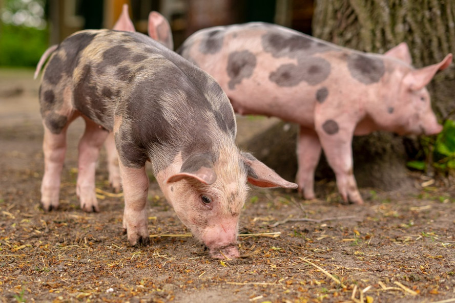 В Тамбовской области запретят кормить свиней пищевыми отходами