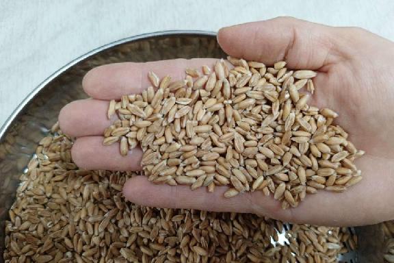 Старт госмониторинга пшеницы совпал с началом уборочной кампании