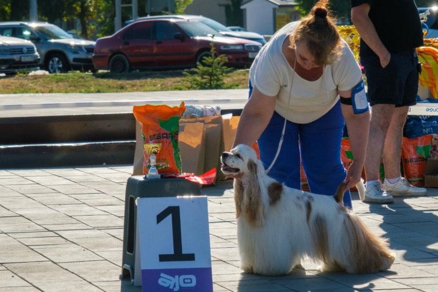 Впервые в Тамбове прошли Всероссийские выставки собак ранга Чемпион РКФ