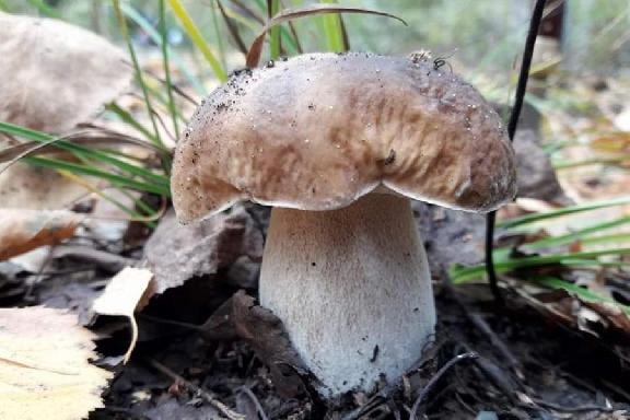 В Роспотребнадзоре тамбовчанам рассказали, как не отравиться грибами