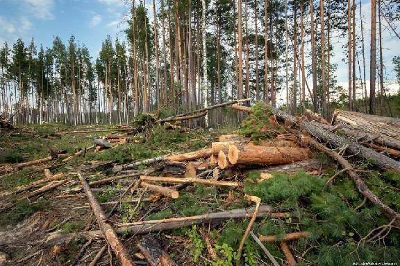 Бывшего директора лесхоза ждёт суд за незаконную рубку деревьев с ущербом более 4,6 млн рублей