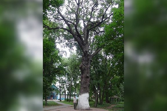 Деревья тамбовской области фото и описание