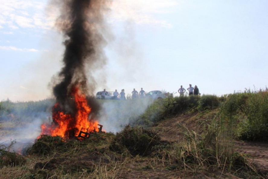 В Тамбовской области уничтожили 1,5 гектара дикорастущей конопли