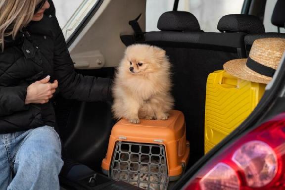 С начала года более 40 собак и кошек из Тамбовской области вывезены в другие страны