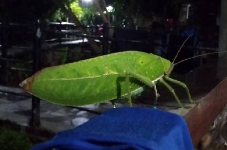 Сотрудники ТГУ обнаружили редкое насекомое во Вьетнаме