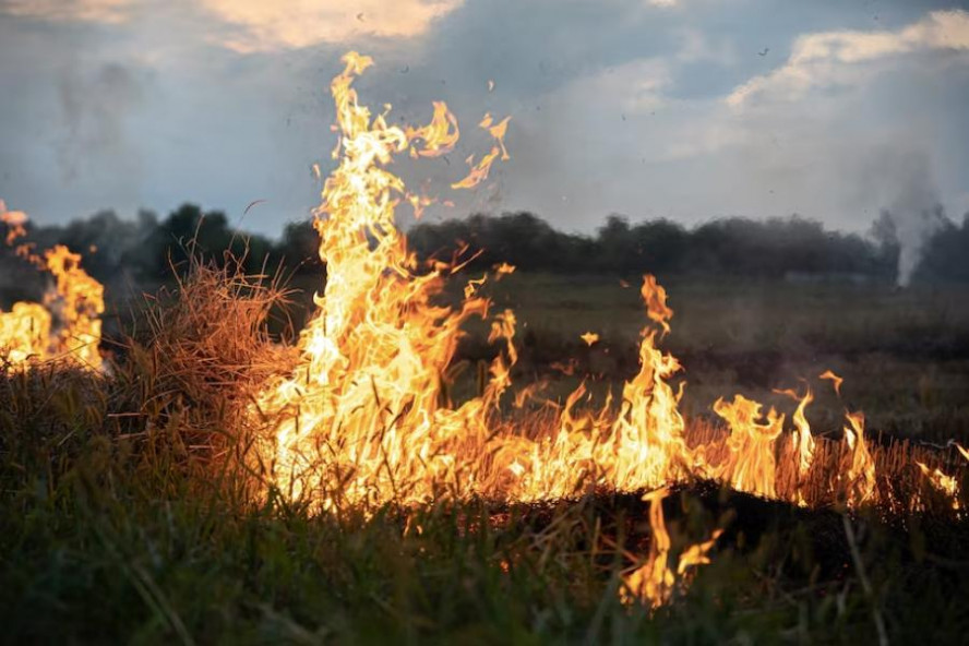 В Тамбовской области ожидается установление чрезвычайной пожарной опасности