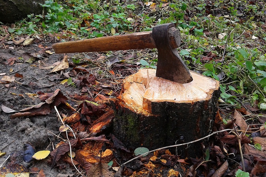 Житель Мордовского района осужден за незаконную рубку дерева 