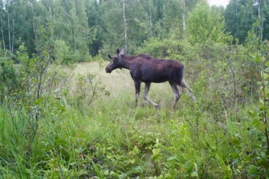 В Мичуринском округе в объектив фотоловушек попали косуля и лось