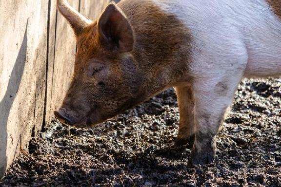 В Тамбовской области выявили африканскую чуму свиней