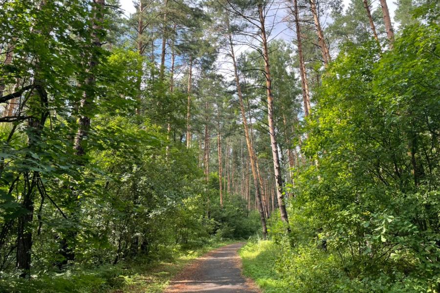 В Тамбовской области до 28 июля запретили посещать леса