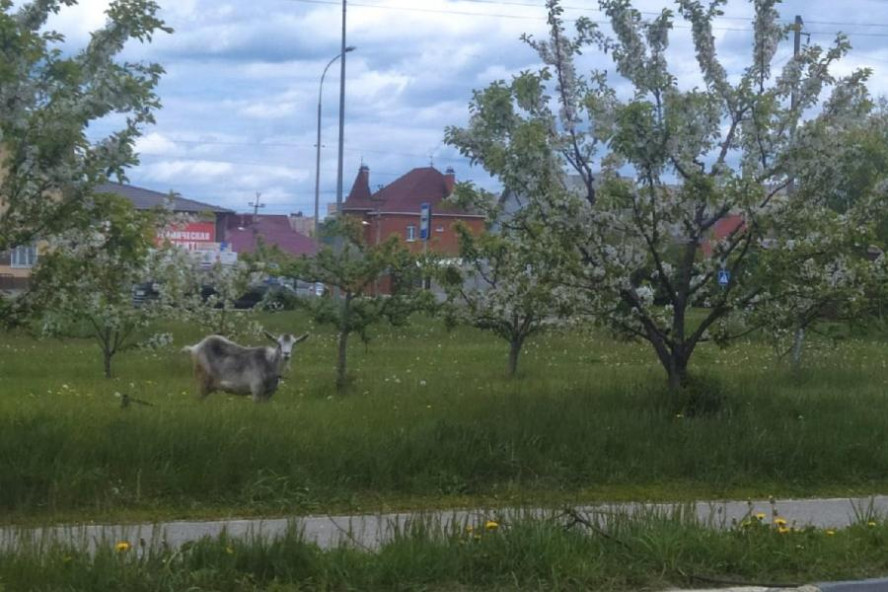 В Тамбове запретили выпас животных в парках и скверах