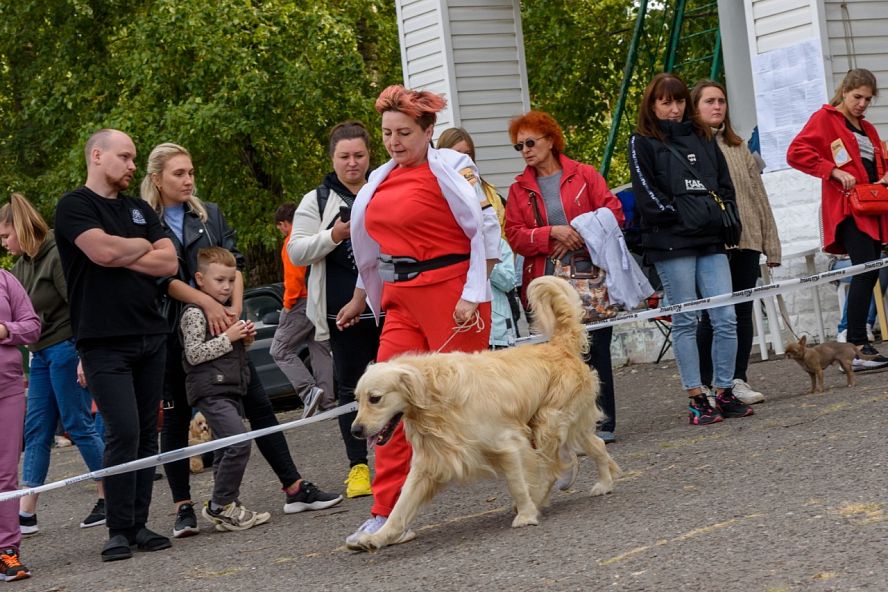 Выставка собак тамбов фото